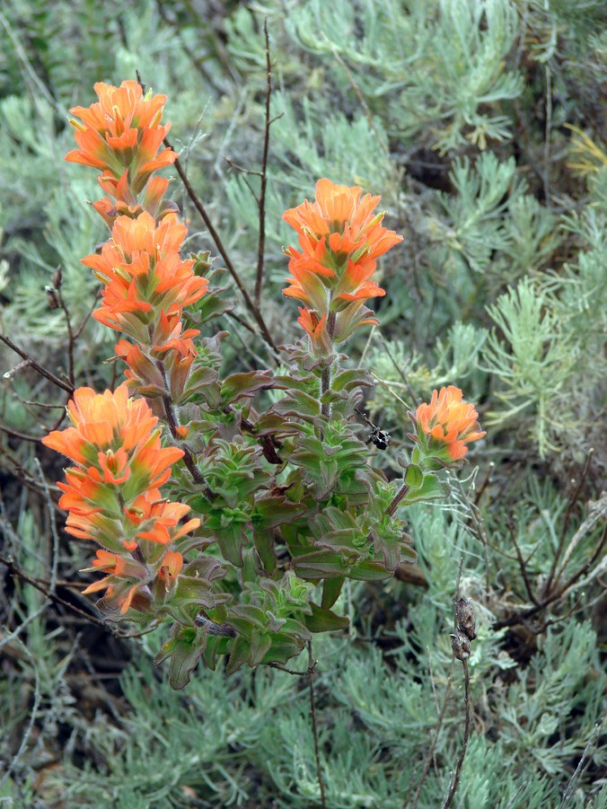 FLORE (27).JPG